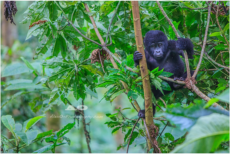 Uganda- Mountain Gorillas