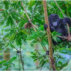 Uganda- Mountain Gorillas