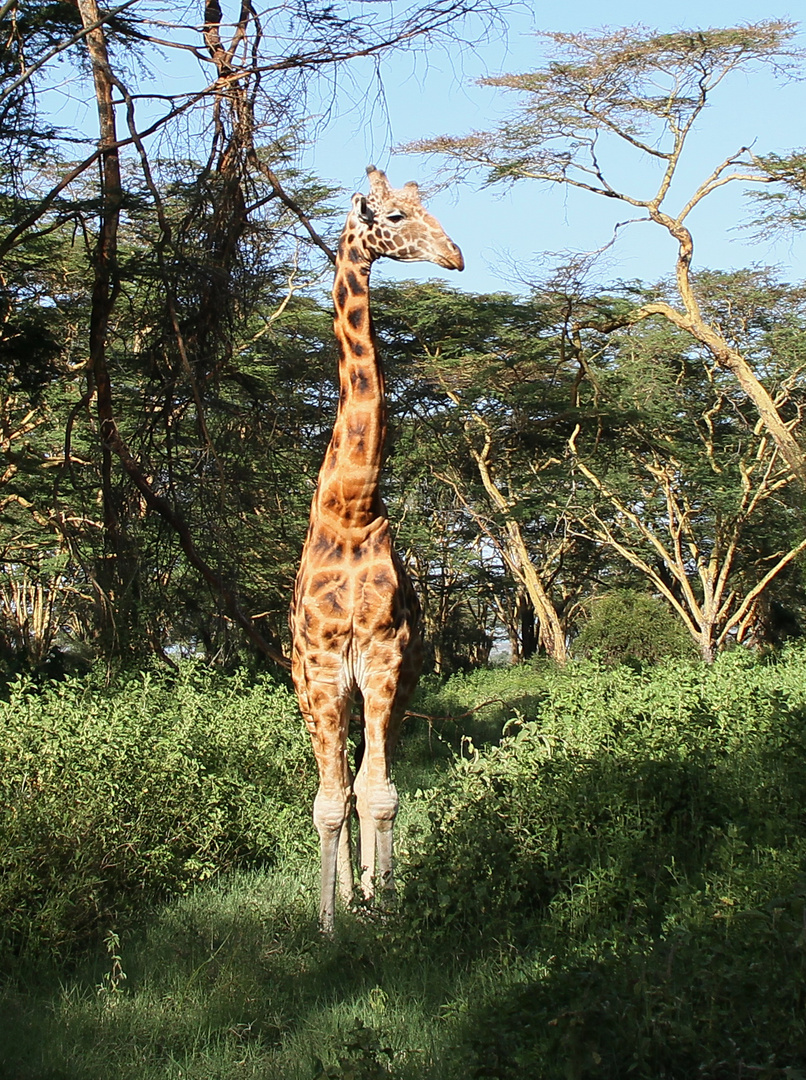 Uganda oder Rothschildgiraffe 