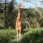 Uganda oder Rothschildgiraffe 