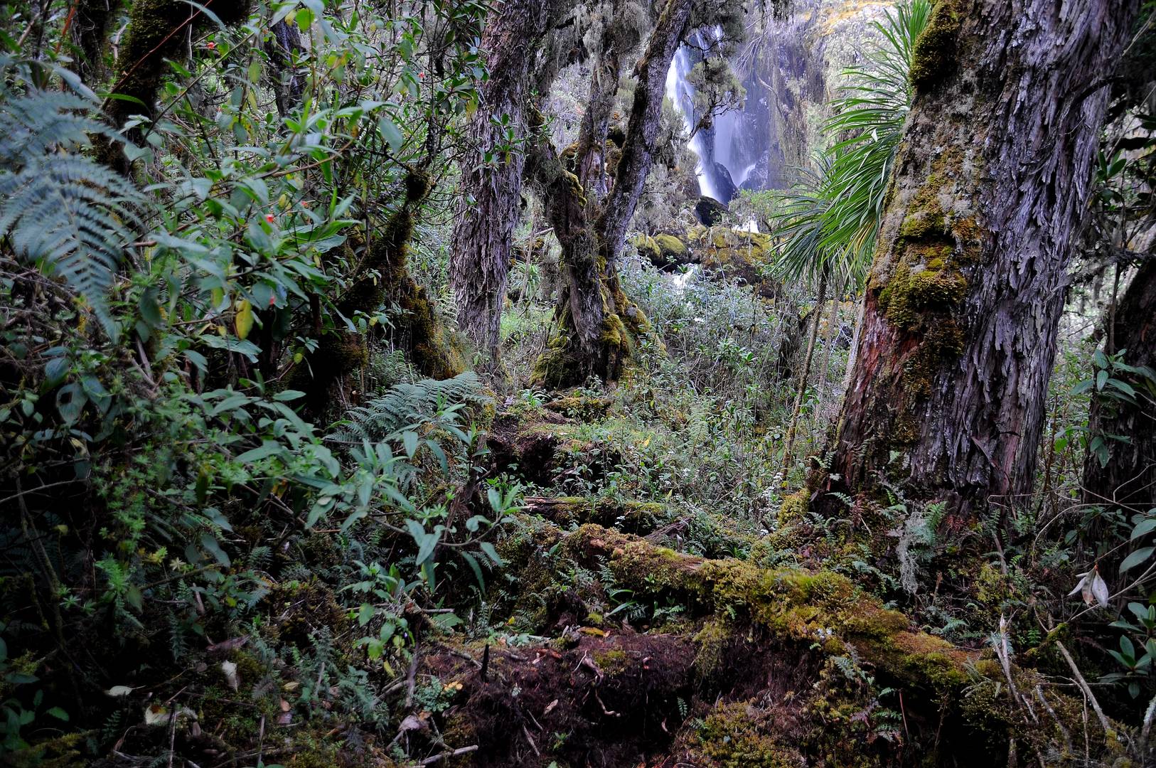 Uganda Ruwenzori Foto & Bild world, natur, africa Bilder auf