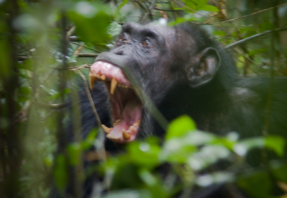 Uganda - Schimpanse im Kibale Forest NP