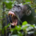 Uganda - Schimpanse im Kibale Forest NP