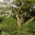 Uganda - Vorsicht beim Waldspaziergang!