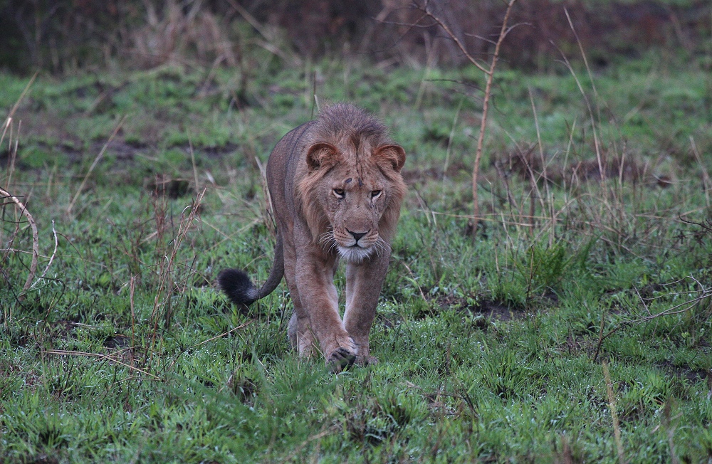 Ugandalöwe im Queen Elizabet N.P.