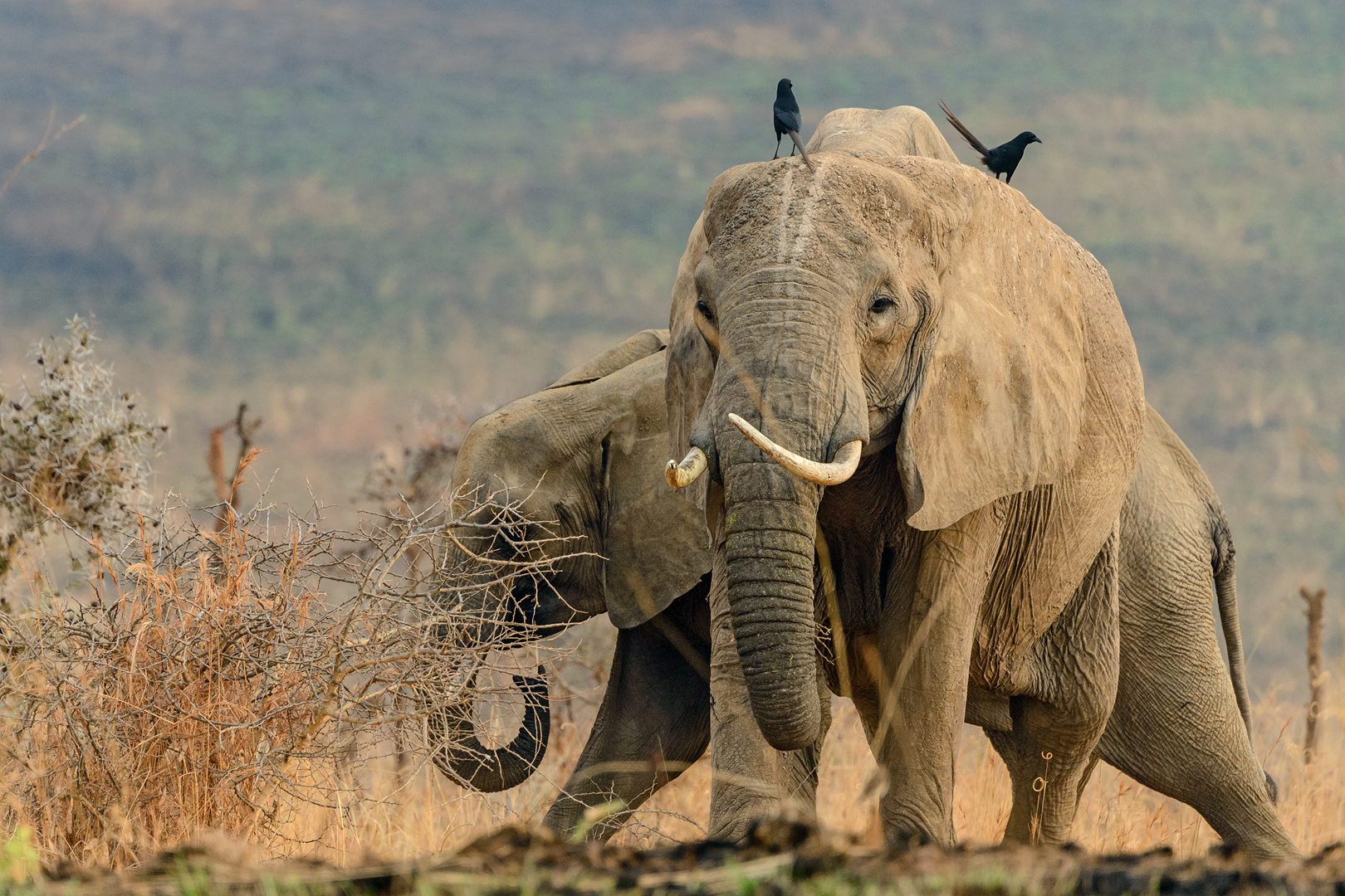 elefanten safari uganda