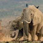 Ugandas Elefanten