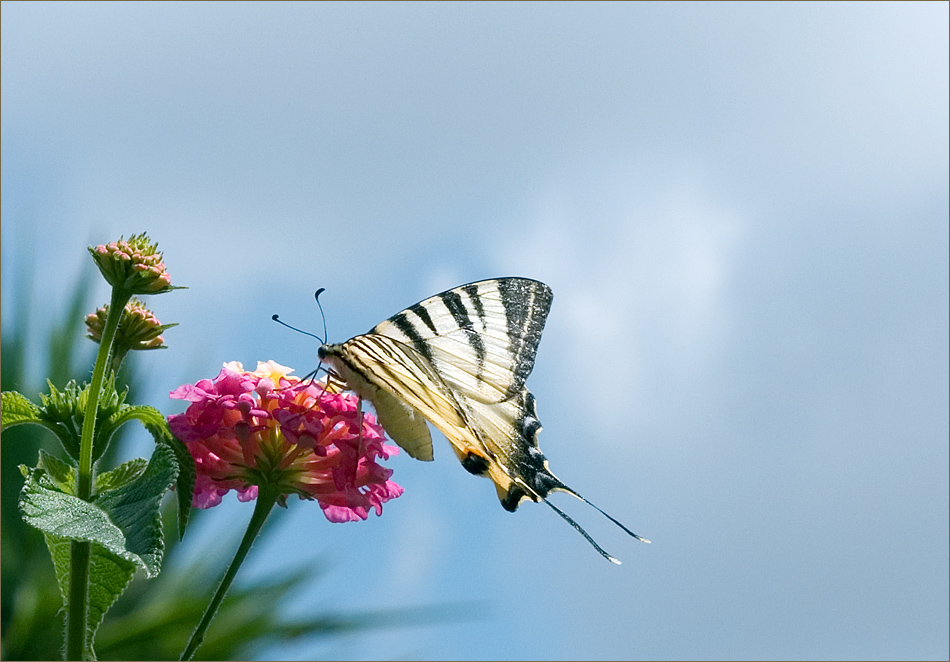 Ugento - Schmetterling