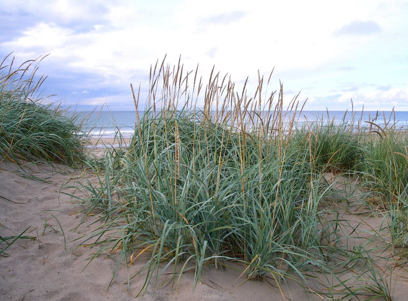 Uggerby strand