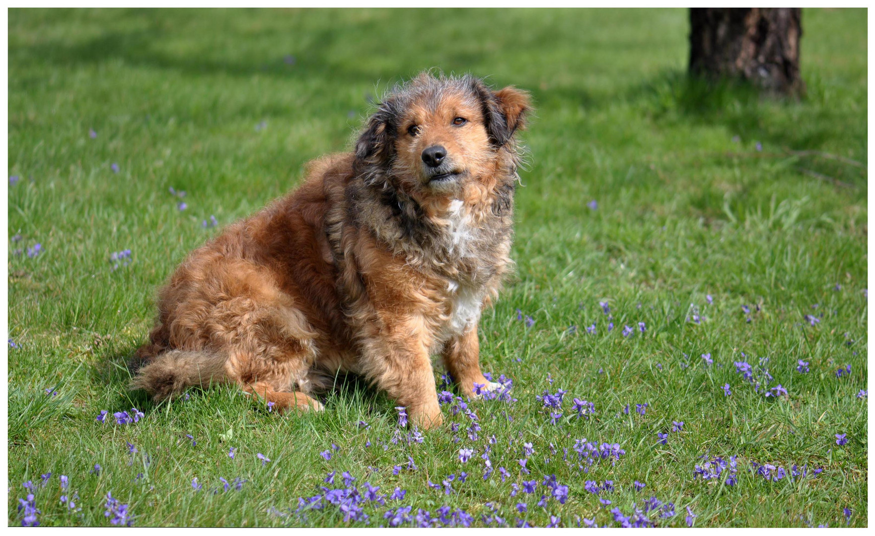 UGO notre chien.