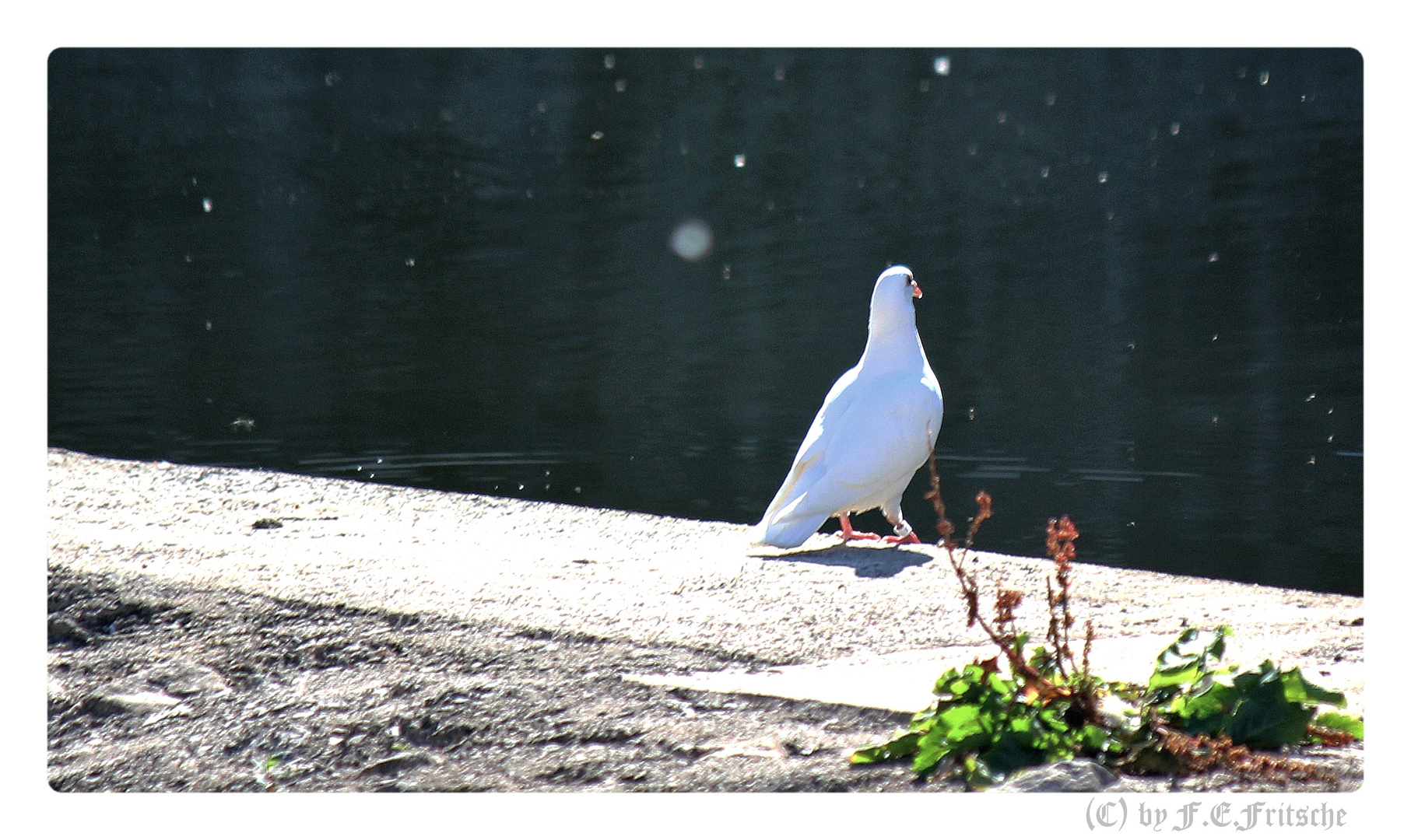 Uh La Paloma Blanca Foto Bild Tiere Wildlife Wild Lebende Vogel Bilder Auf Fotocommunity