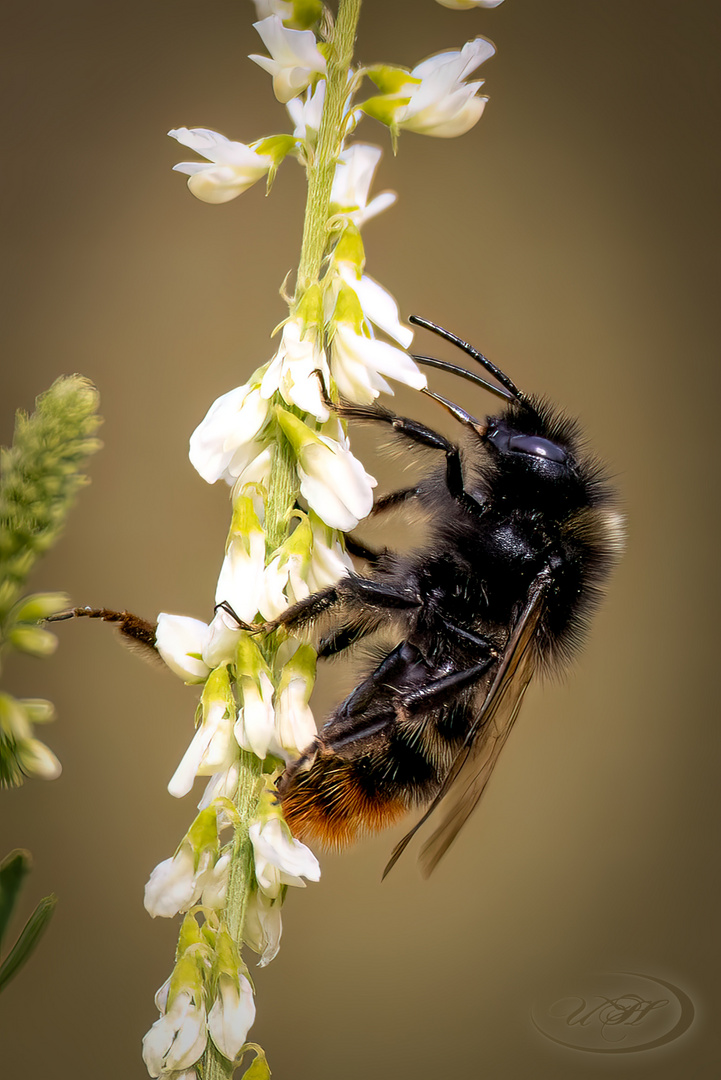 U_H_7876-Hummel