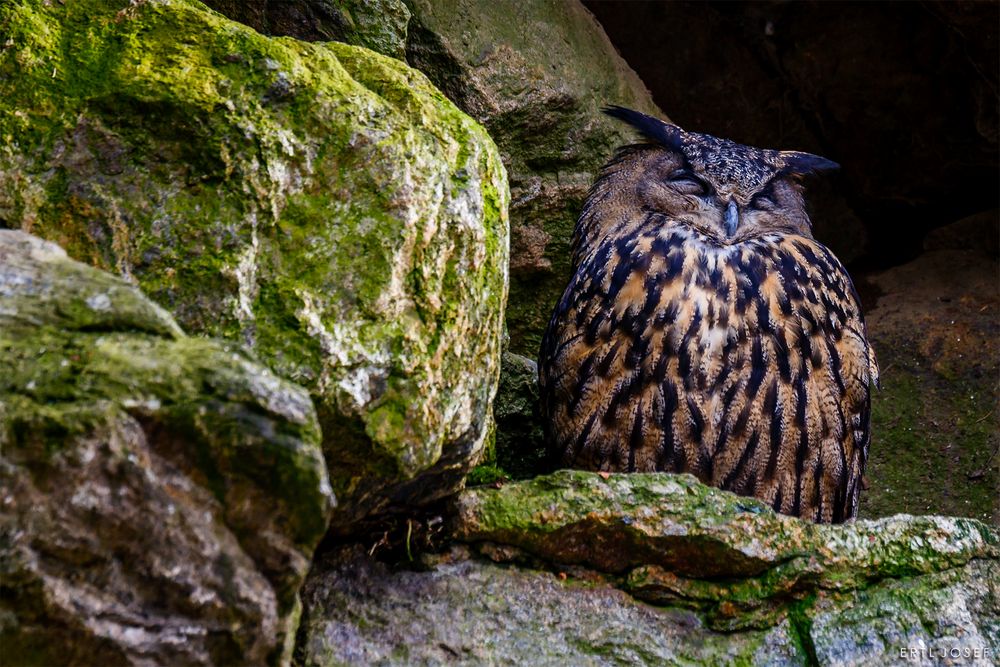 Uhe beim Mittagsschlaf - Tiere165