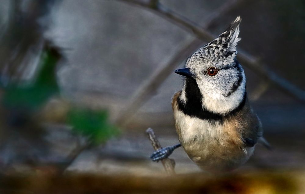 "Uhiii .... da hab ich noch mal Eine ...." (ISO 1600)