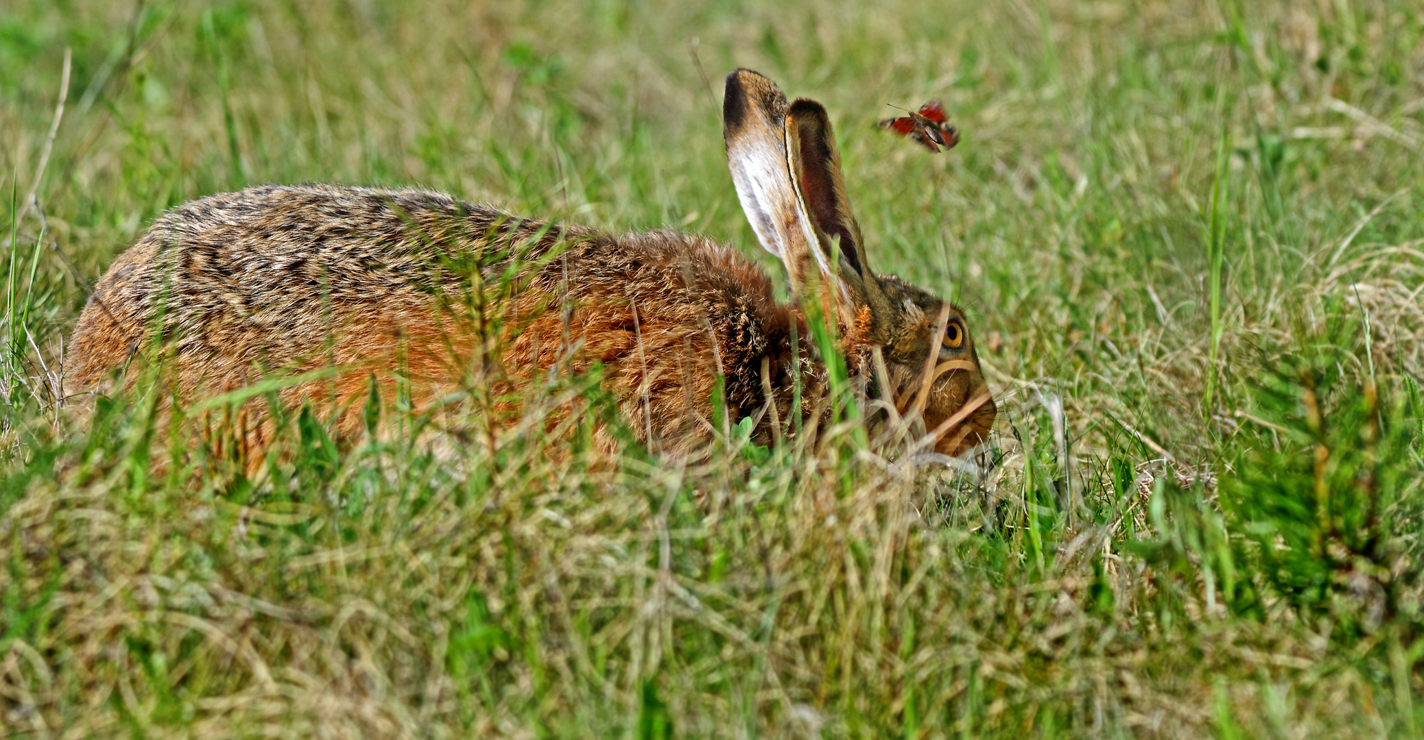 "Uhiii ... Hoppla" - so hat ich Hasi auch noch nie erwischt