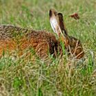 "Uhiii ... Hoppla" - so hat ich Hasi auch noch nie erwischt