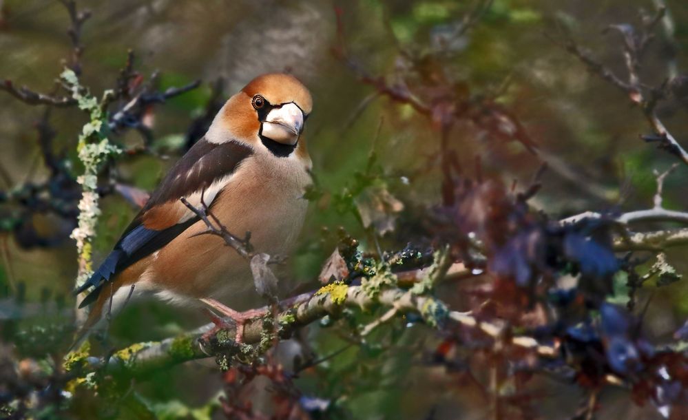 "Uhiii. wer guckt mir denn da in Linse ...." (ISO 1600)