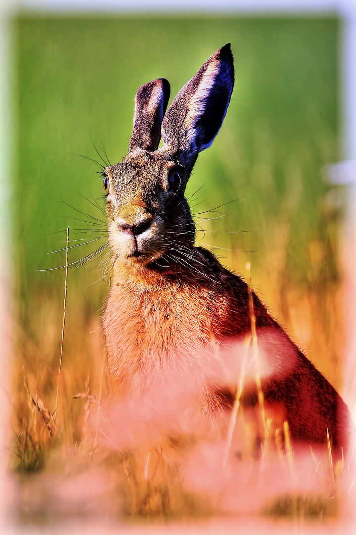 " uhiiii ....... ein BUNT HASI" oder "Irgendetwas stimmt mit Hasi nicht .."