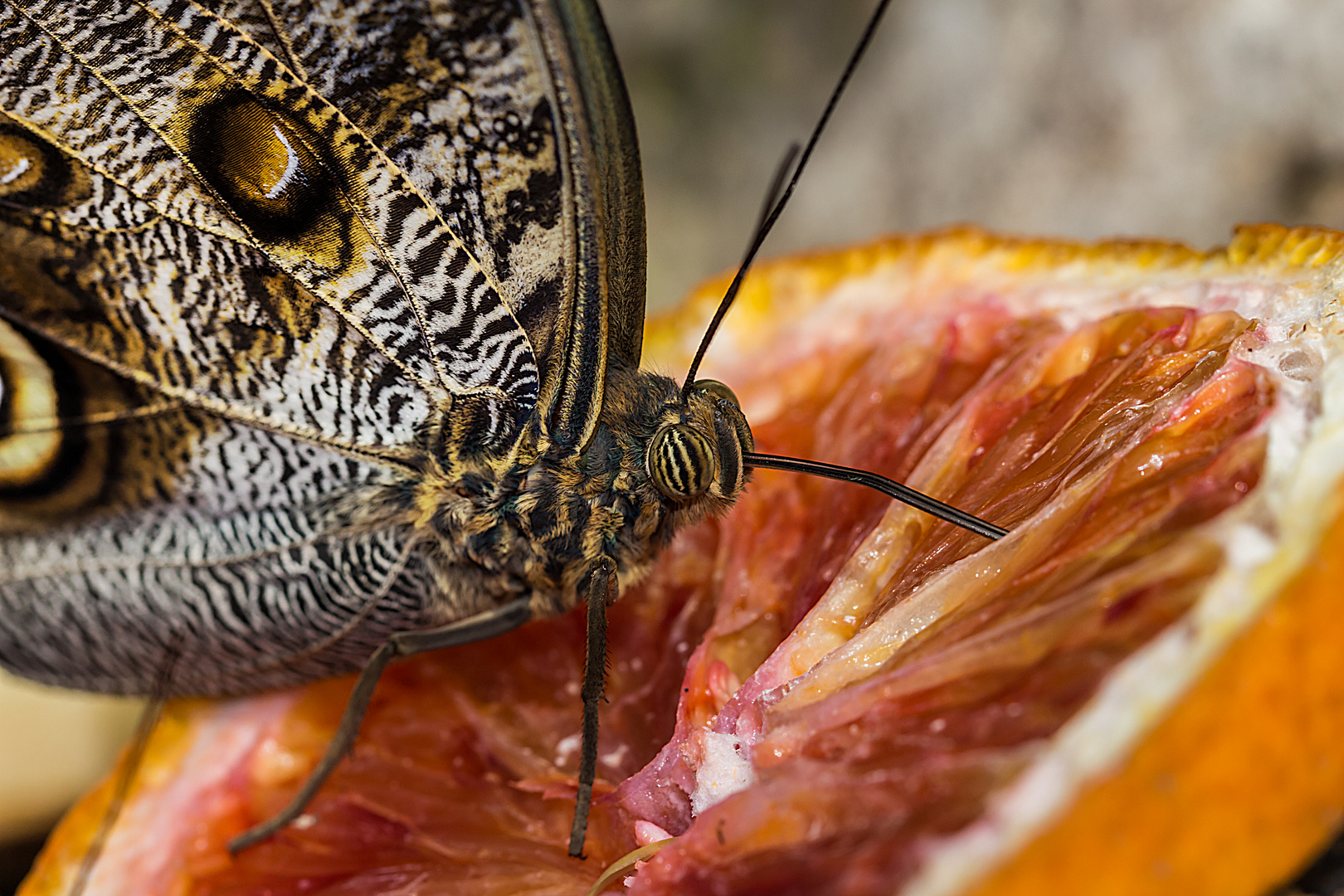 uhm ! profumo d'arancio