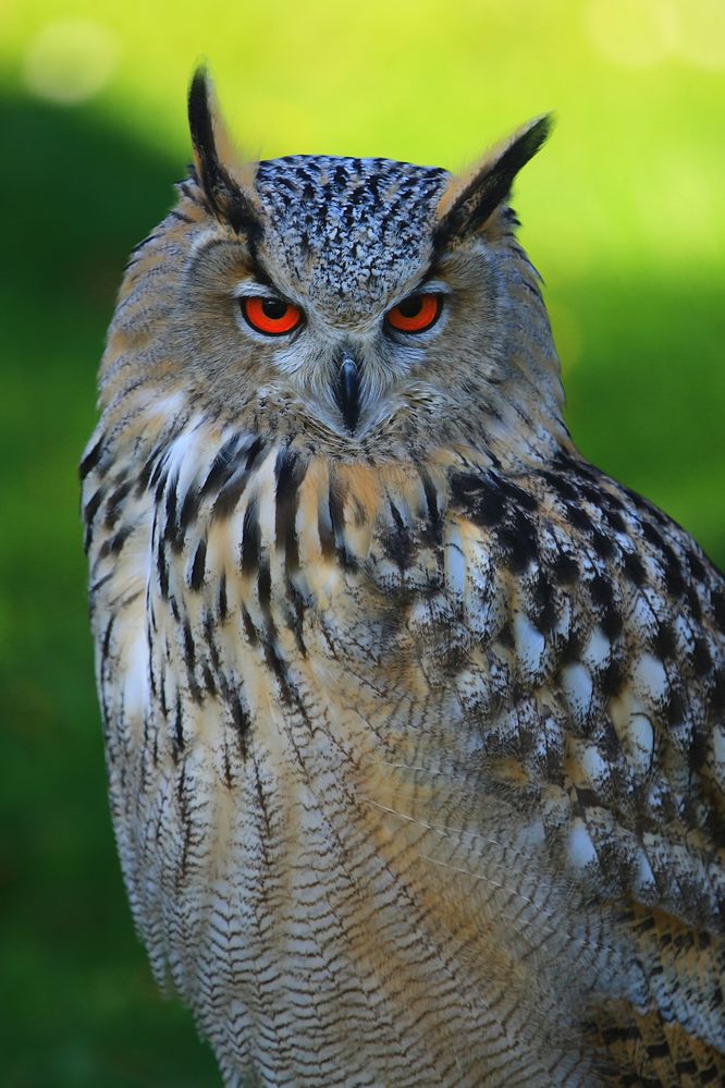Uhu Foto & Bild | sony-fotowettbewerb, natur, wildlife Bilder auf ...