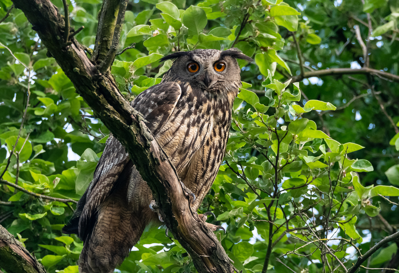 Uhu - Altvogel ...