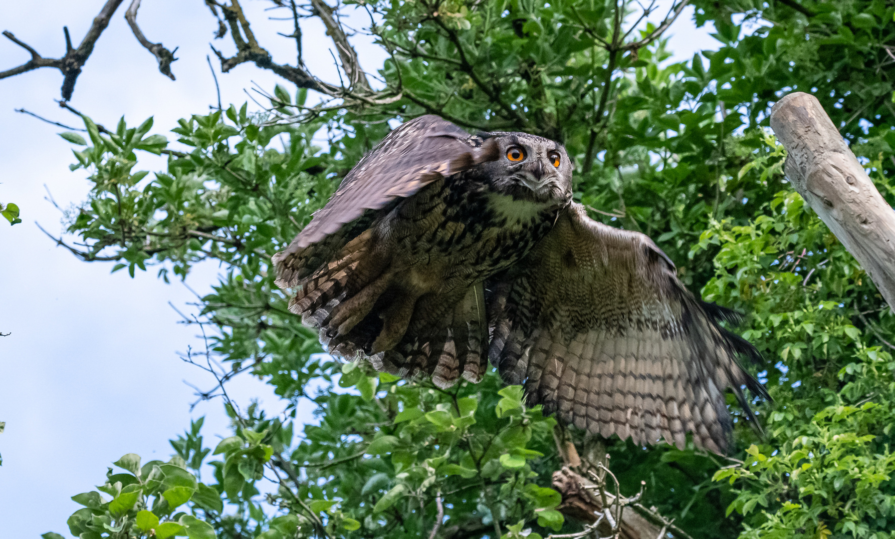 Uhu - Altvogel im Flug