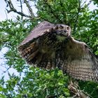 Uhu - Altvogel im Flug