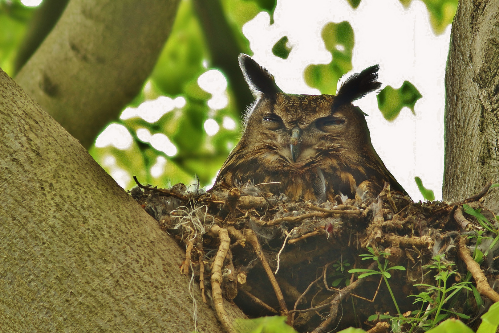 Uhu auf dem Nest