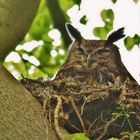 Uhu auf dem Nest