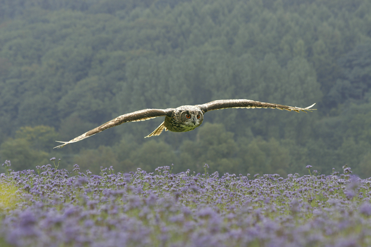 Uhu auf der Jagd