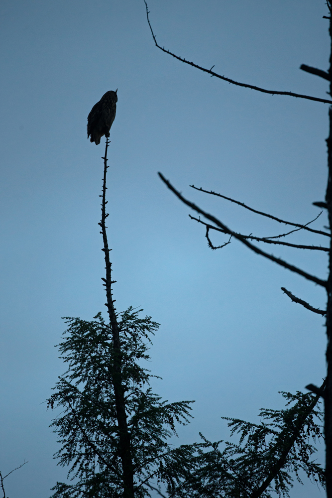 Uhu auf seinem abendlichen Ansitz