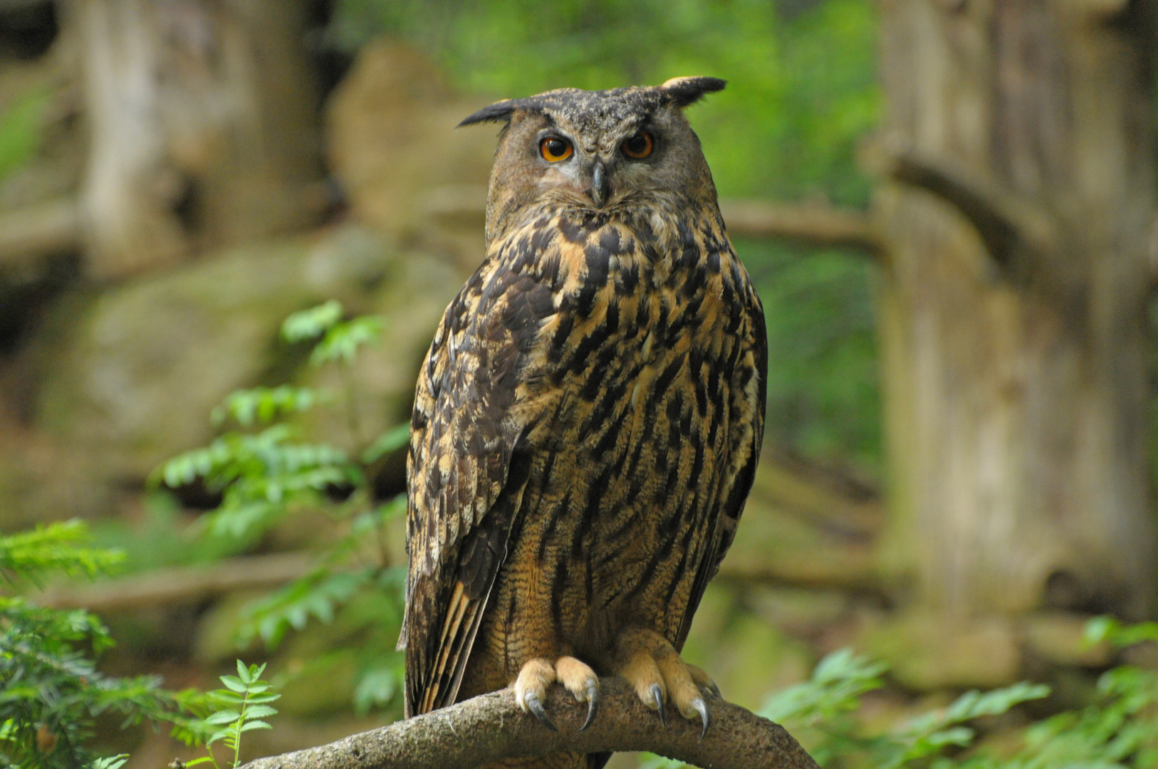 Uhu aus dem Bayerischen Wald