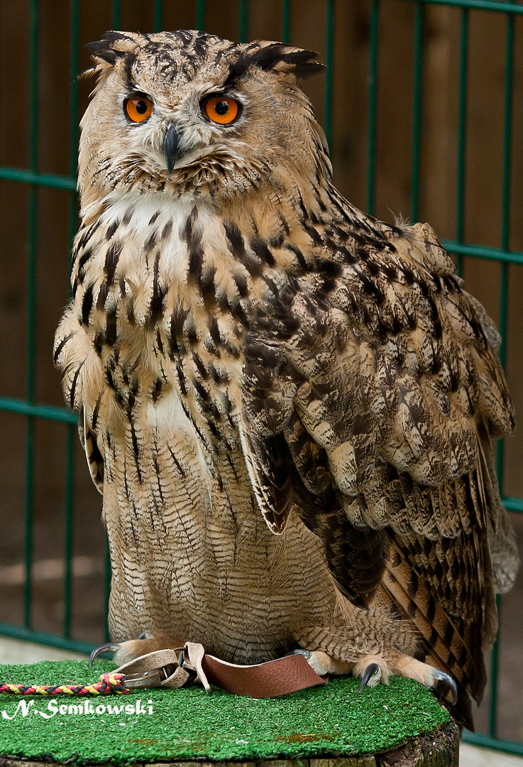 UHU aus dem Taunus