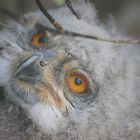 Uhu Baby im Wildpark Lüneburg