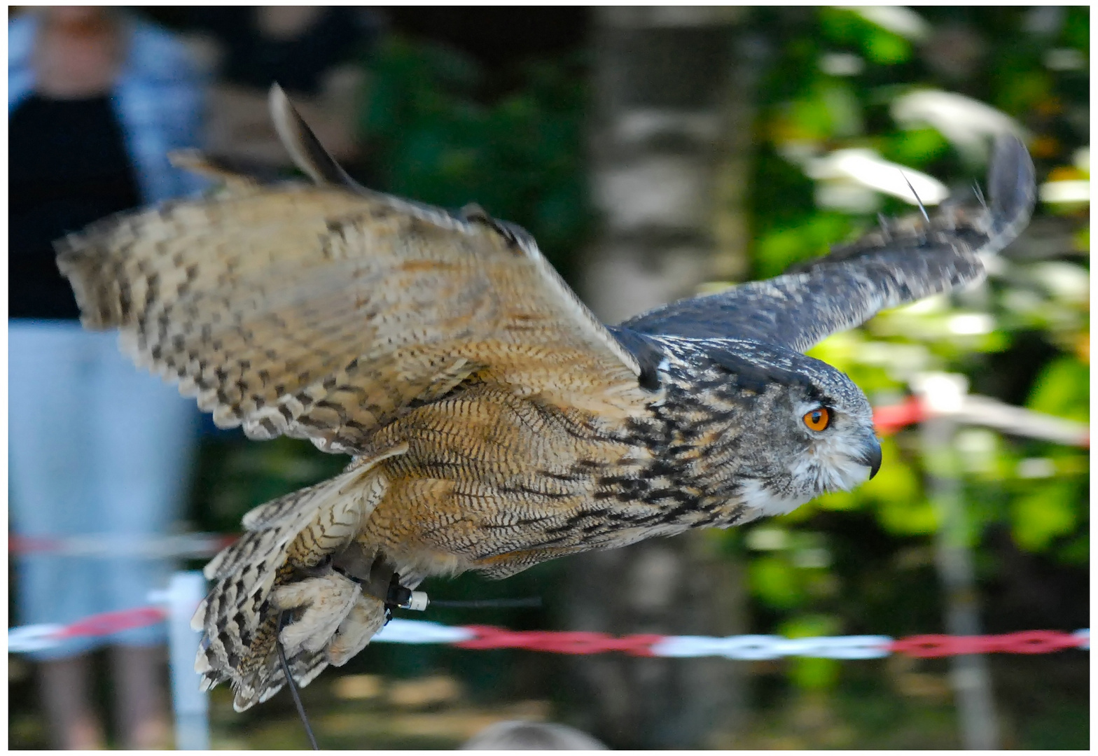 Uhu bei einer Greifvogelshow im Frankenhof in Reken