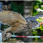 Uhu bei einer Greifvogelshow im Frankenhof in Reken