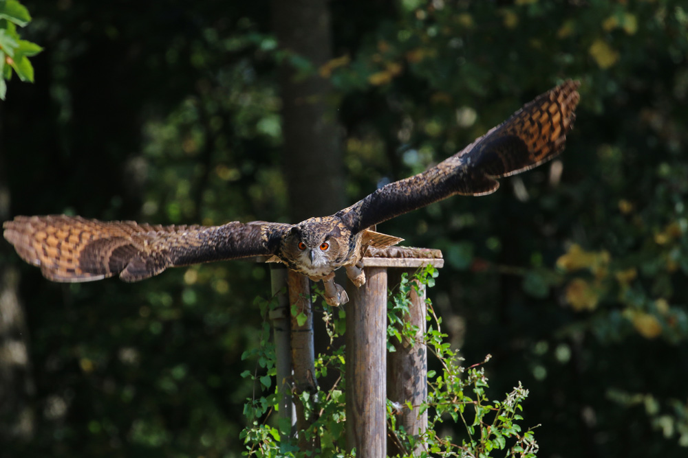 Uhu bei Flugschow in Falknerei Schillingsfürst