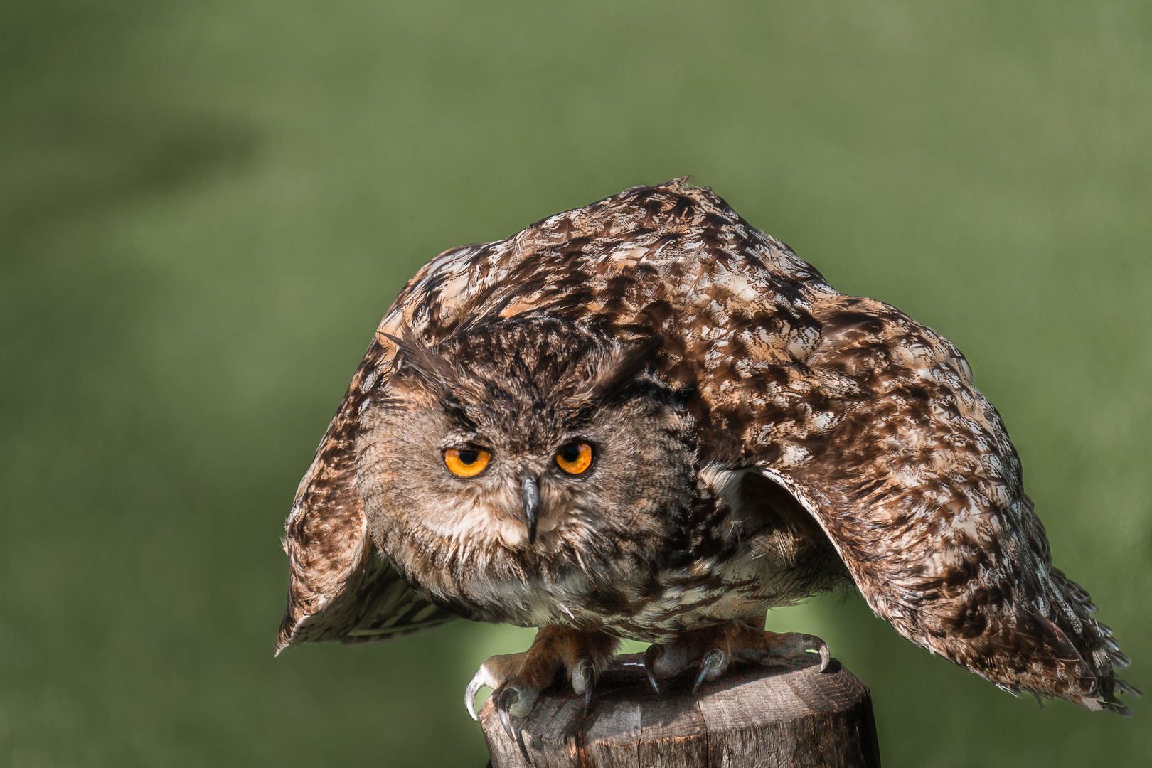 Uhu beim Abflug