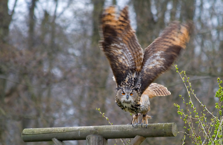 Uhu beim Abflug