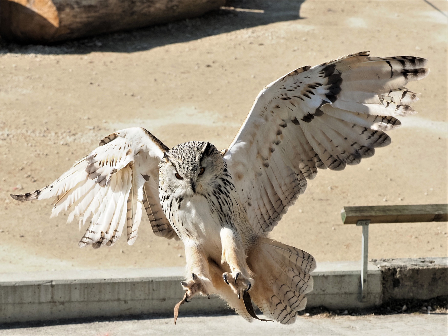 Uhu beim Landeanflug