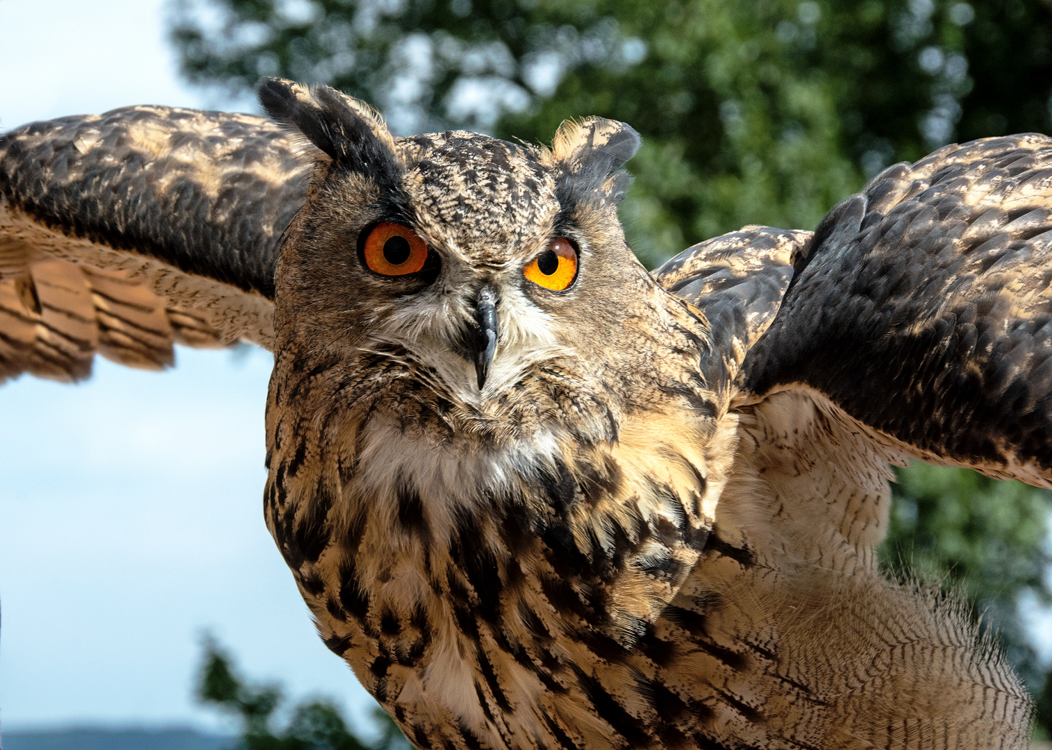 Uhu beim Start    Jagdschloss Augustusburg 