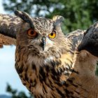 Uhu beim Start    Jagdschloss Augustusburg 