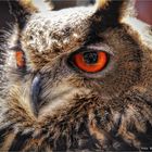 Uhu (Bubo) ....