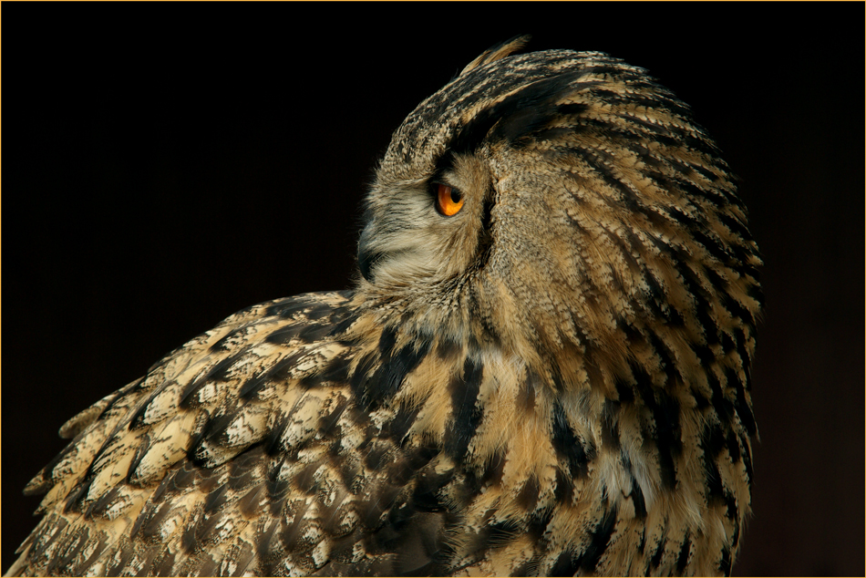 Uhu (Bubo bubo)