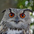 Uhu (Bubo bubo) 1