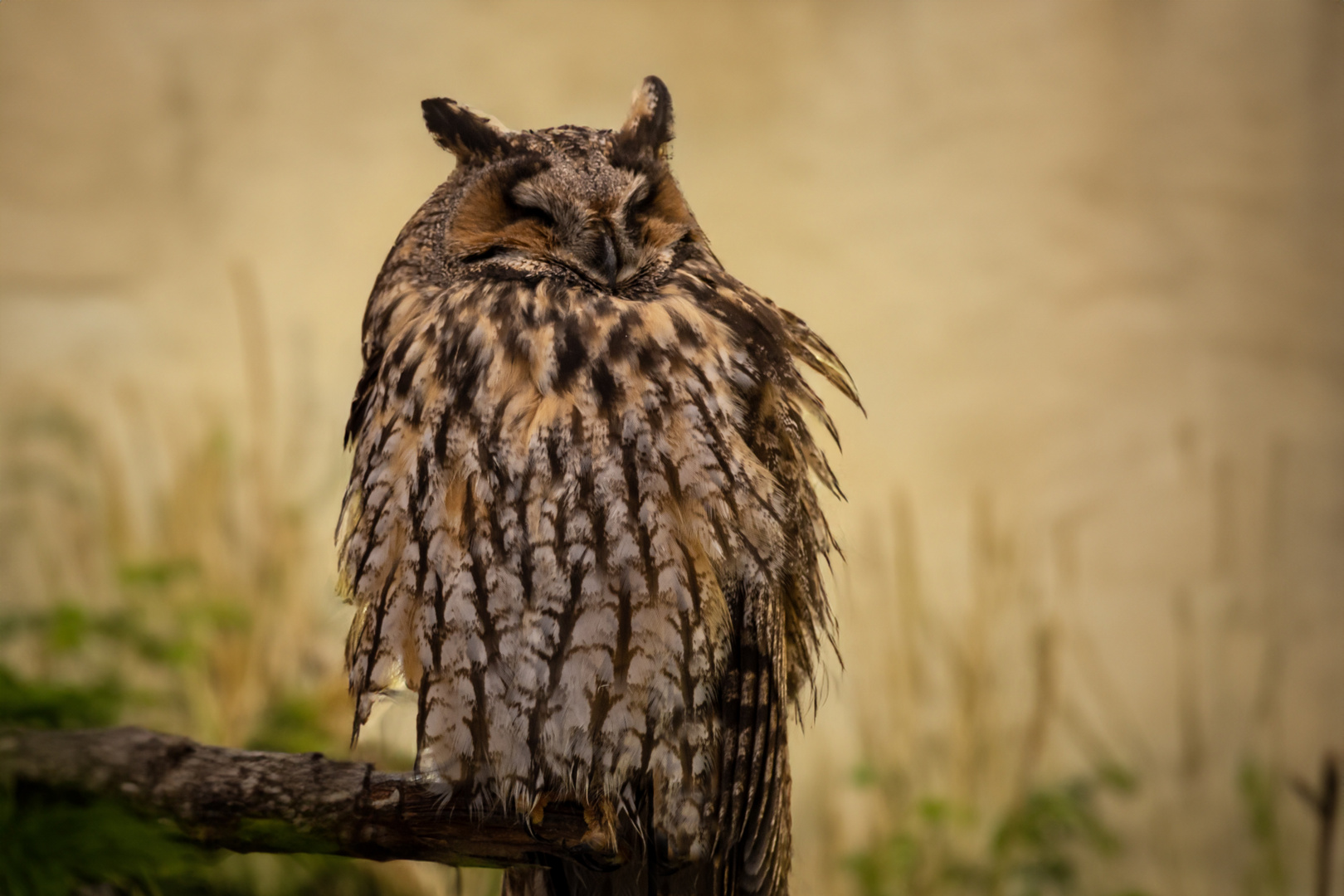 Uhu  (Bubo bubo)