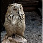 Uhu (Bubo bubo)