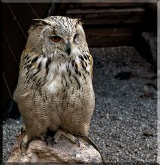 Uhu (Bubo bubo)