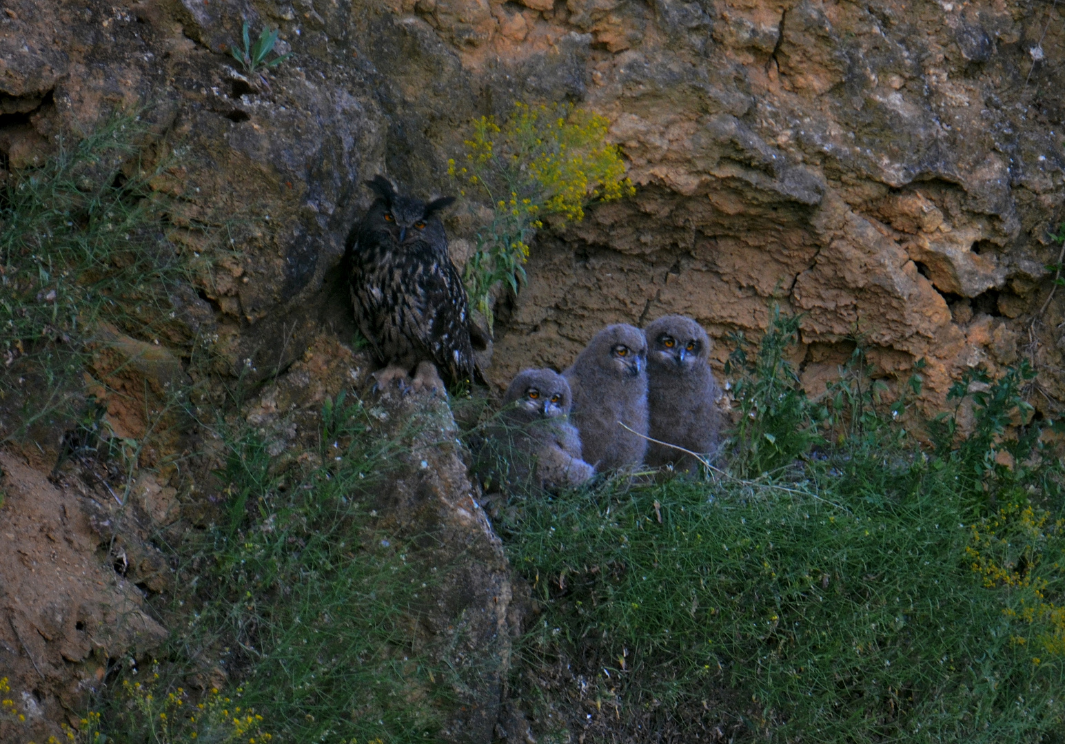 Uhu (Bubo bubo) 