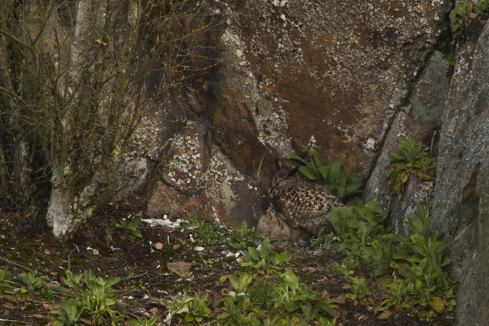 Uhu (Bubo bubo)